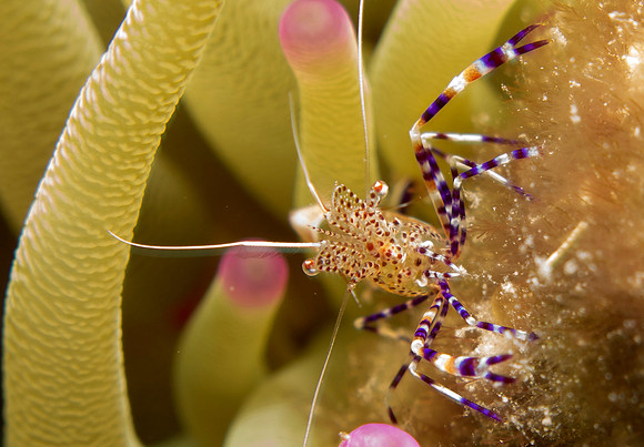 Spotted Cleaner Shrimp