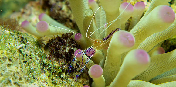 Pederson Cleaner Shrimp