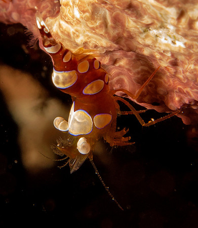 Squat anemone shrimp