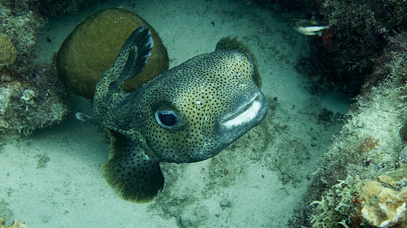 Porcupine Puffer Fish