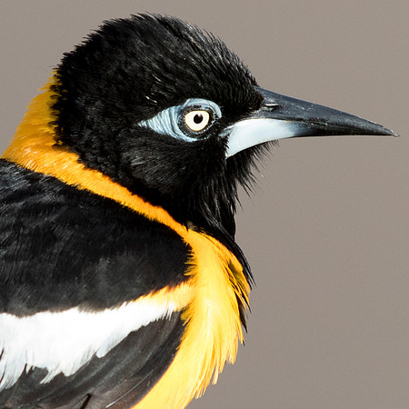 Venezuelan troupial (Icterus icterus)
