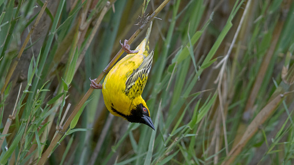 Village Weaver (Ploceus cucullatus)