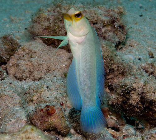 Yellowhead jawfish