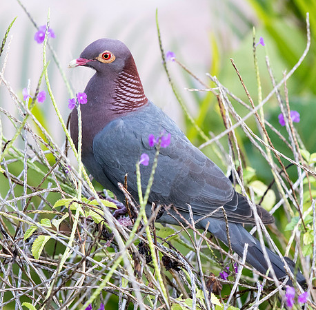 Scaly-naped pigeon (Patagioenas squamosa)
