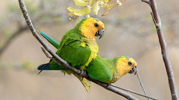Brown-throated Parakeet (Aratinga pertinax)