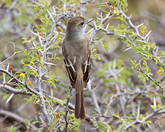 Brown-crested Flycatcher (Myiarchus tyrannulus)
