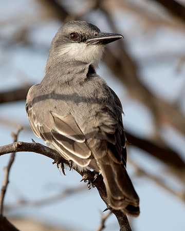 Gray Kingbird (Tyrannus dominicensis)