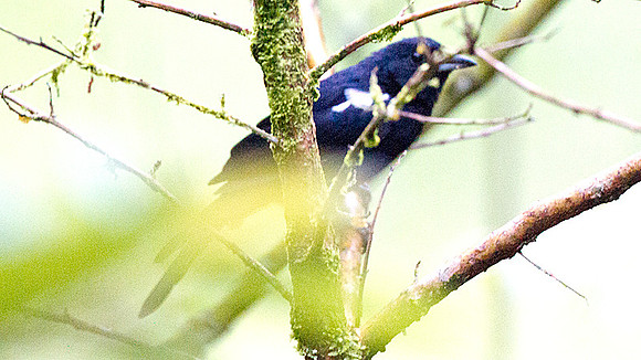 White-lined Tanager (Tachyphonus rufus)