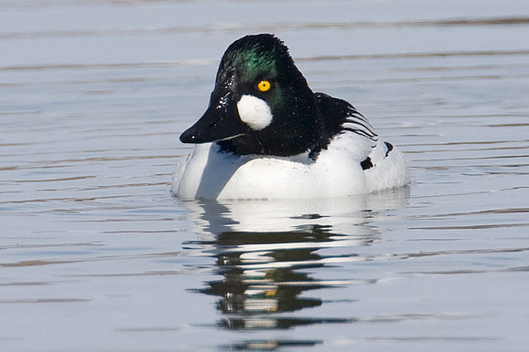 Common Goldeneye (Bucephala clangula)