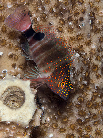 Barred Hamlet, (Hypoplectrus puella)