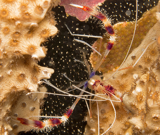 Banded coral shrimp