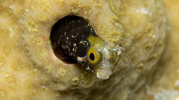Secretary Blenny (Acanthemblemaria maria)