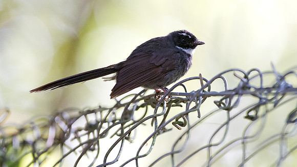 White-throated Fantail (Rhipidura albicollis)