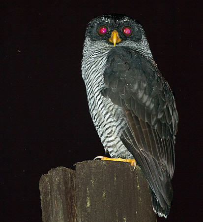 Black-and-white Owl (Strix nigrolineata)