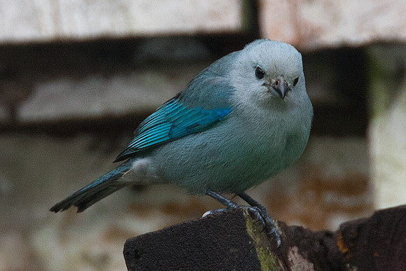 Blue-grey Tanager (Thraupis episcopus)