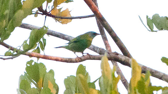 Blue Dacnis (Dacnis cayana) - female