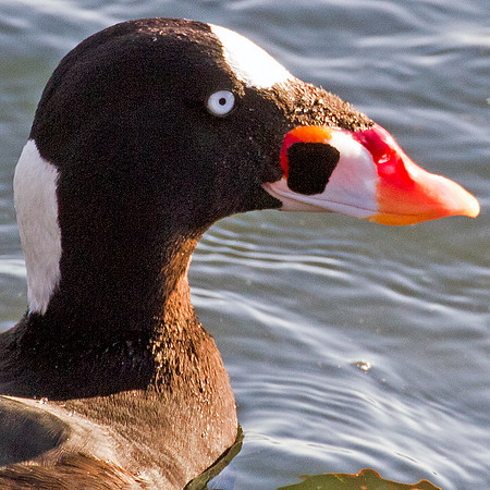Surf Scoter (Melanitta perspicillata)