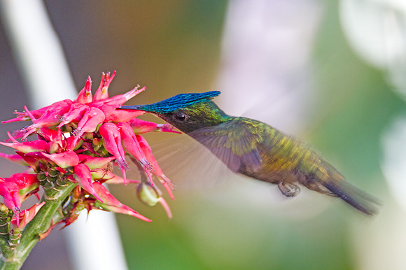 Antillean Crested Hummingbird (Orthorhyncus cristatus)