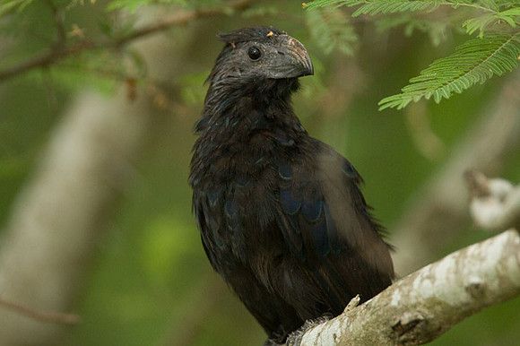 Groove-billed Ani (Crotophaga sulcirostris)