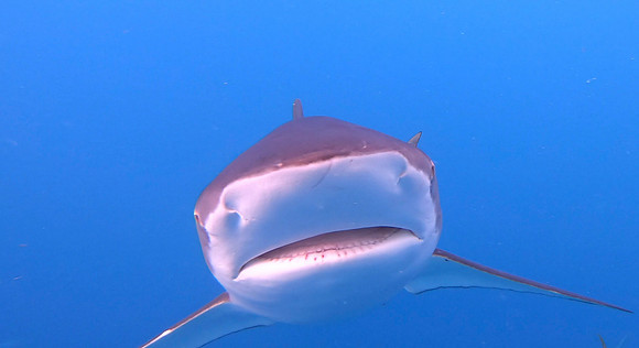 vlcsnap-2022-07-21-14h17m44s232 crop