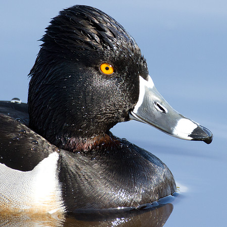 Ring-necked Duck (Aythya collaris) male