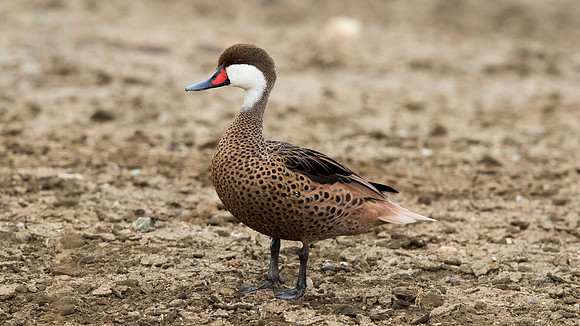 White-cheeked pintail (Anas bahamensis)