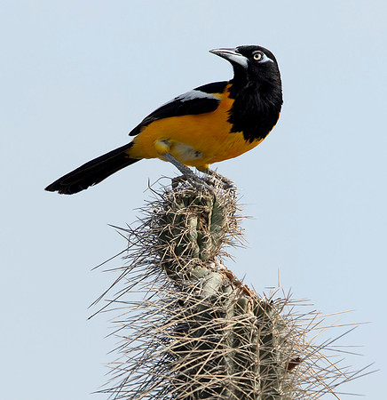 9V3A8684