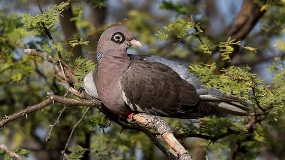 Bare-eyed pigeon (Patagioenas corensis)