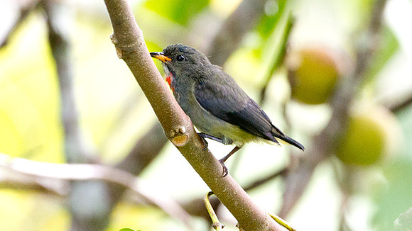 Bornean Flowerpecker (Dicaeum monticolum) juvenile