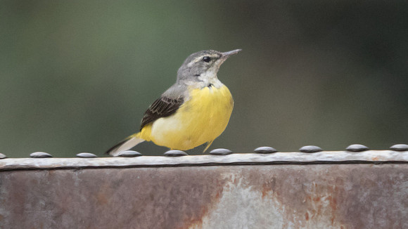 Grey wagtail (Motacilla cinerea)
