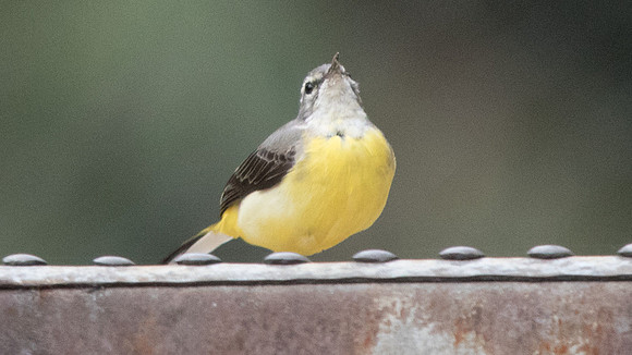 Grey wagtail (Motacilla cinerea)