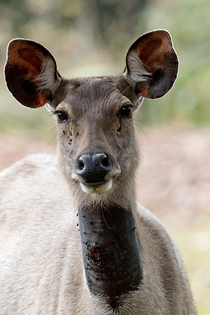 Sambar (Rusa unicolor)