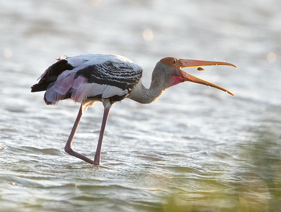 9V3A9962