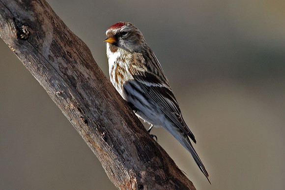 Common Redpoll (Carduelis flammea)