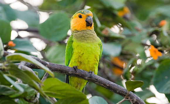 Brown-throated Parakeet (Aratinga pertinax) male