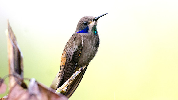 Brown Violetear (Colibri delphinae)