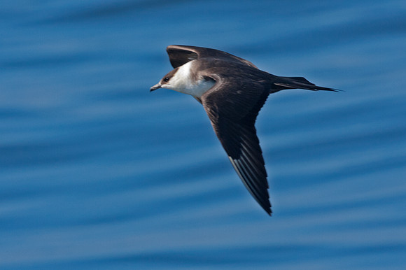 Long-tailed Jaeger (Stercorarius longicaudus) also known as Long-tailed Skua