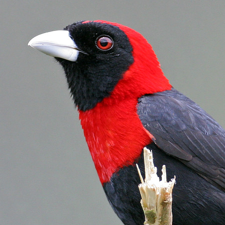 Crimson-collared Tanager (Ramphocelus sanguinolentus)