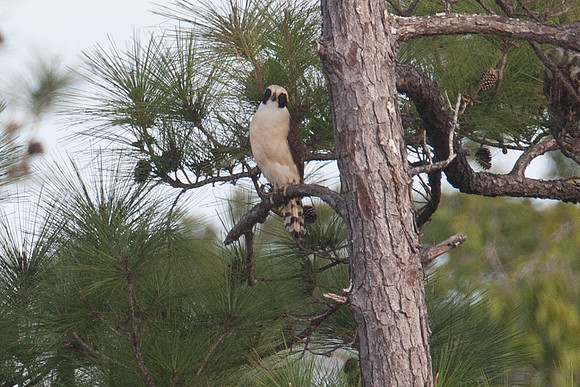 Laughing Falcon (Herpetotheres cachinnans)