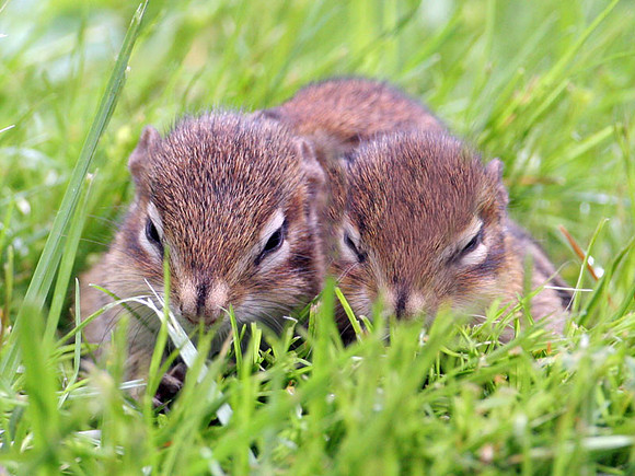 Eastern Chipmunk (Tamias (Tamias) striatus) juveniles