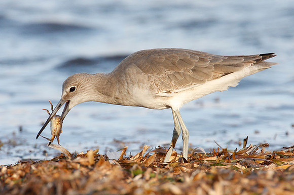 Willet (Tringa semipalmata)