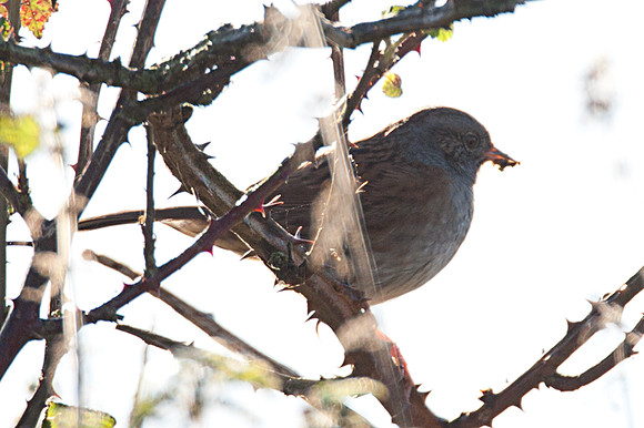 Dunnock (Prunella modularis)