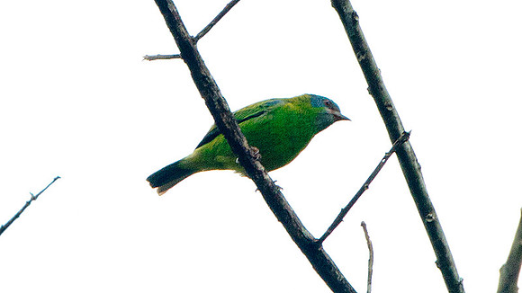 Blue Dacnis (Dacnis cayana)