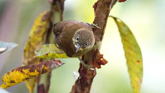Montane Foliage-gleaner (Anabacerthia striaticollis)