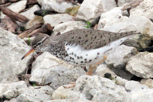 Spotted Sandpiper (Actitis macularia)