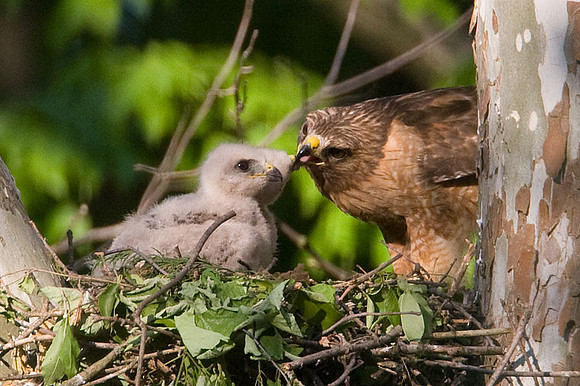 Red-shouldered Hawk (Buteo lineatus) adult and chicks