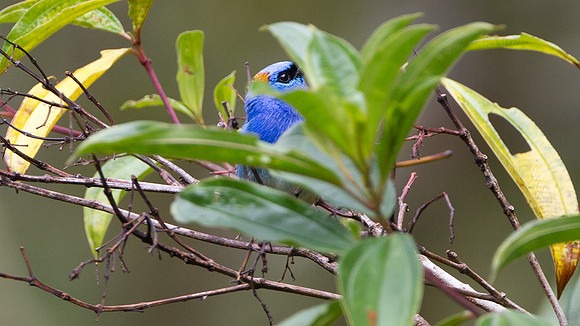 Golden-naped Tanager (Tangara ruficervix)