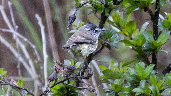 Tufted Tit-Tyrant (Anairetes parulus)