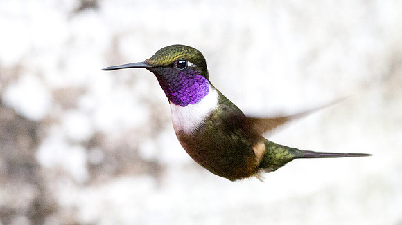 Purple-throated Woodstar (Calliphlox mitchellii)