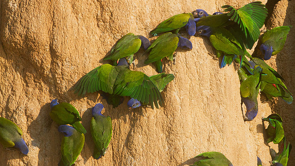 Blue-headed Parrot (Pionus menstruus)